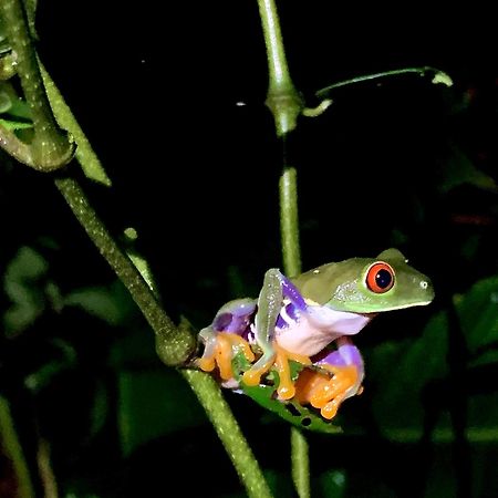 Appartamento H Et L Tortuguero Esterno foto