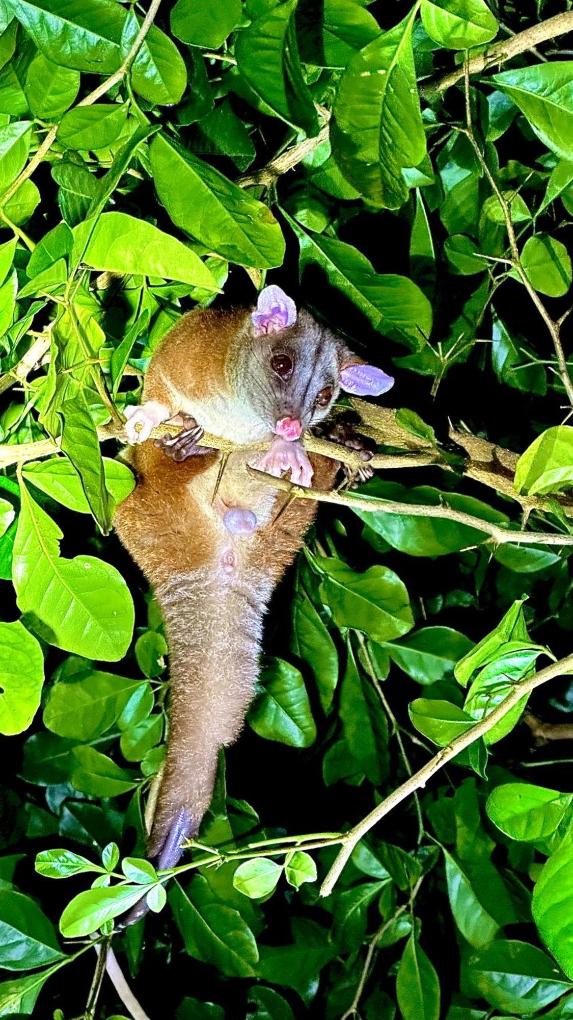 Appartamento H Et L Tortuguero Esterno foto