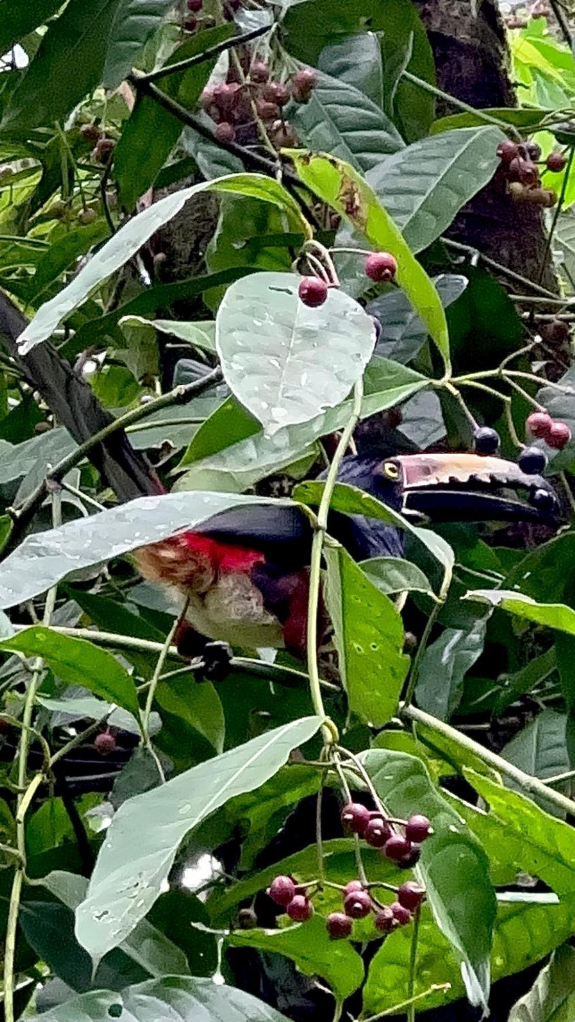 Appartamento H Et L Tortuguero Esterno foto