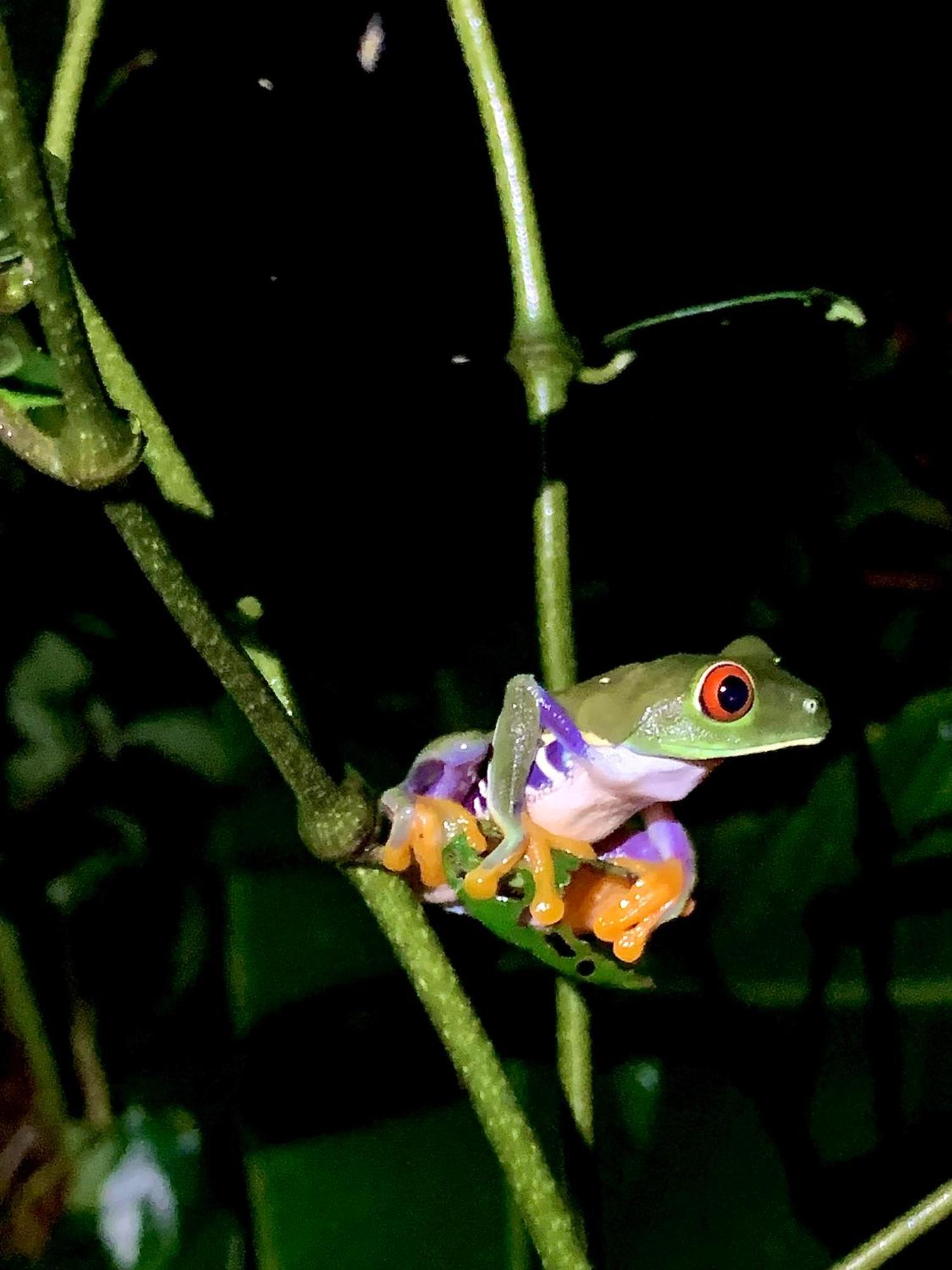 Appartamento H Et L Tortuguero Esterno foto