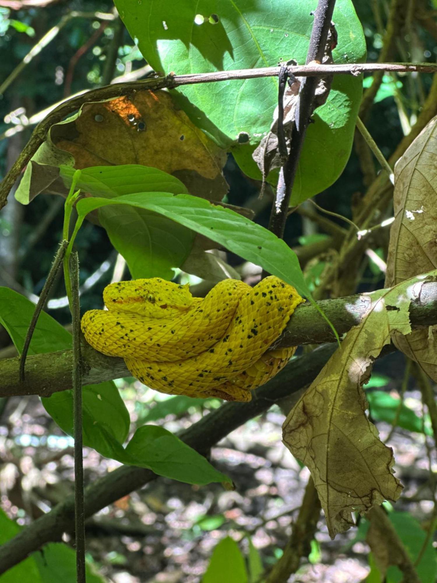 Appartamento H Et L Tortuguero Esterno foto